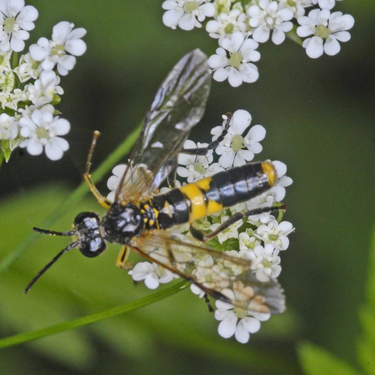 Tenthredinidae da identificare